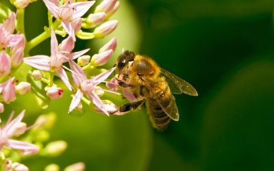 Projekt „Pasieka Miejska” w&nbsp;Gliwicach